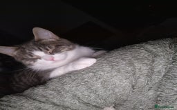 Bengal cats for sale: Beautiful boy bengal - Image 4