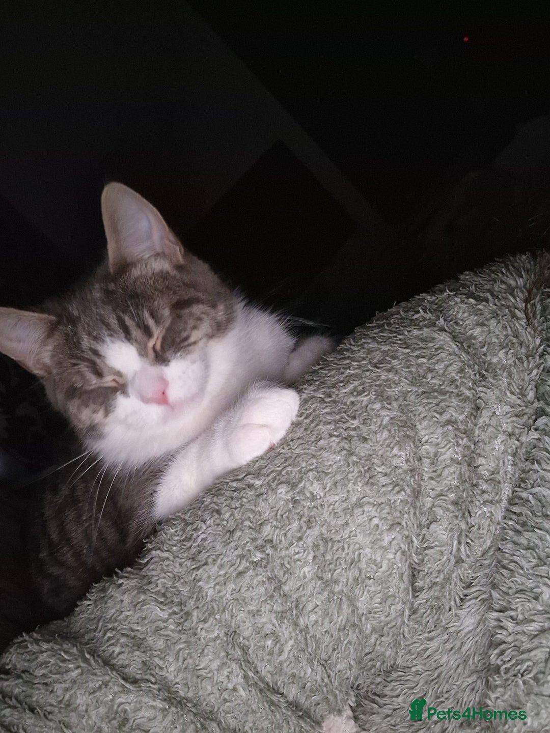 Bengal cats for sale: Beautiful boy bengal - Image 4