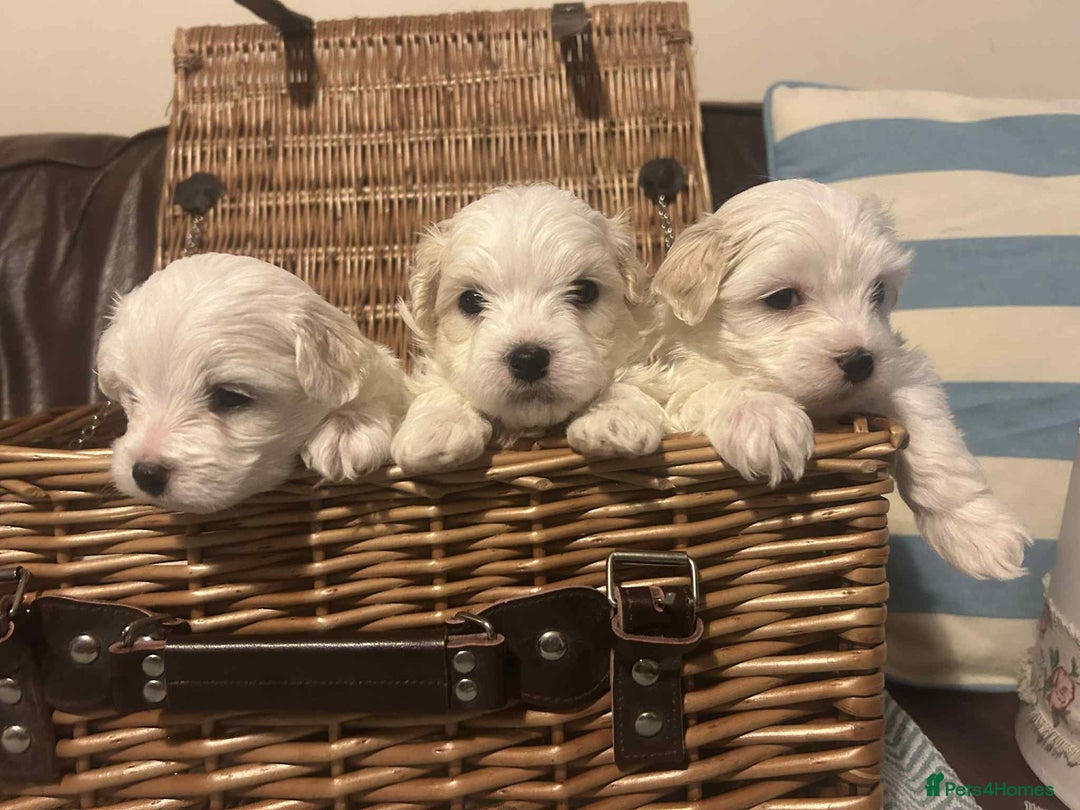 Mixed Breed dogs for sale: Cotonese puppies  - Advert 10