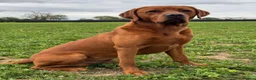 Labrador Retriever dogs for stud: Perfect 0/0 Hips & Elbows Dark Fox Red Labrador ⭐️ - Advert 11