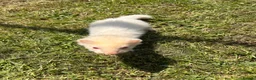 Ferret rodents for sale: Ferrets for sale boys and girls in Newton Aycliffe - Advert 10
