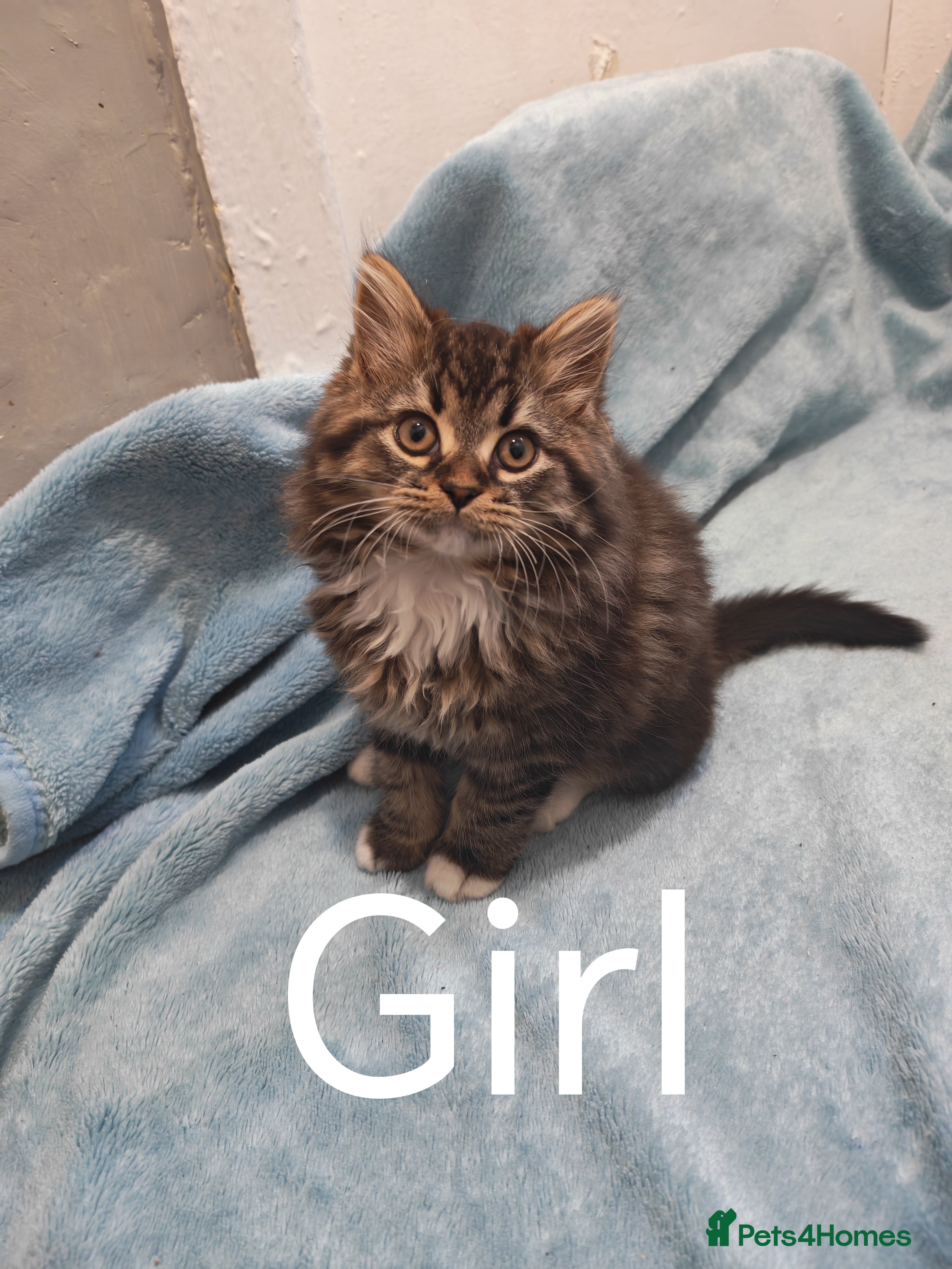 Mixed Breed cats Sccotis flod & Fluffy kittens VIDEOS - Advert 2