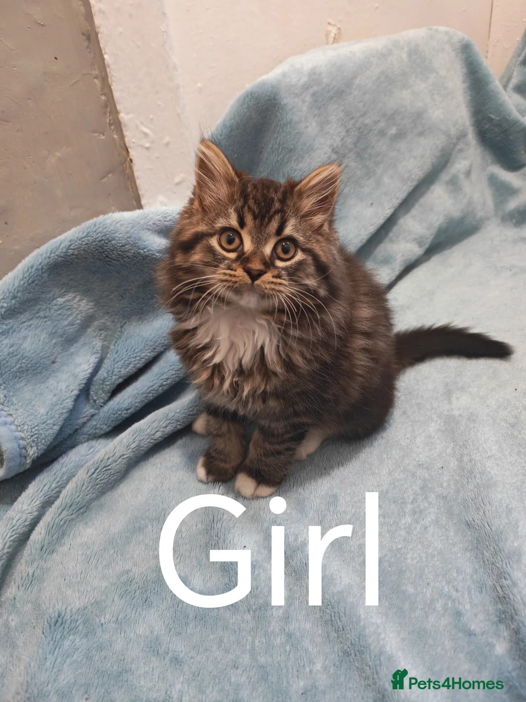 Mixed Breed cats for sale: Sccotis flod & Fluffy kittens VIDEOS - Advert 1