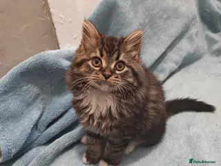 Mixed Breed cats Sccotis flod & Fluffy kittens VIDEOS - Advert 2