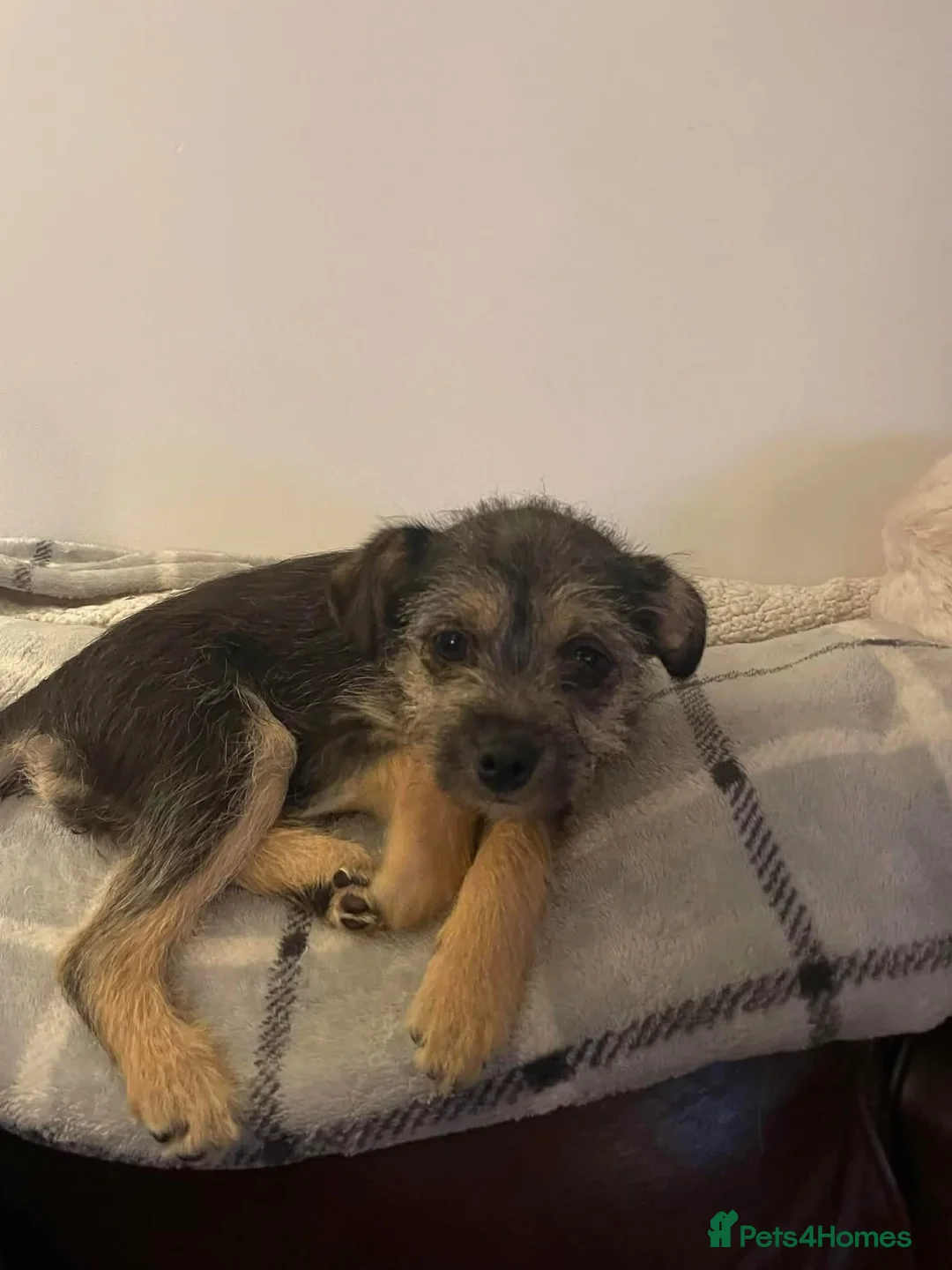 Mixed Breed dogs for adoption: Nami - Hingham Norfolk  - Advert 3
