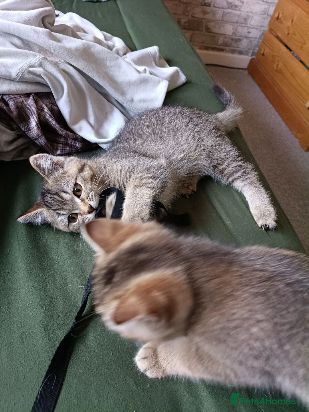 British Shorthair cats for sale: Pair of beautiful British shorthair kittens. Ready in Trowbridge - Advert 1