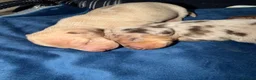 Miniature Dachshund dogs for sale: Isabella & cream dapple puppies  in Barnsley - Advert 38