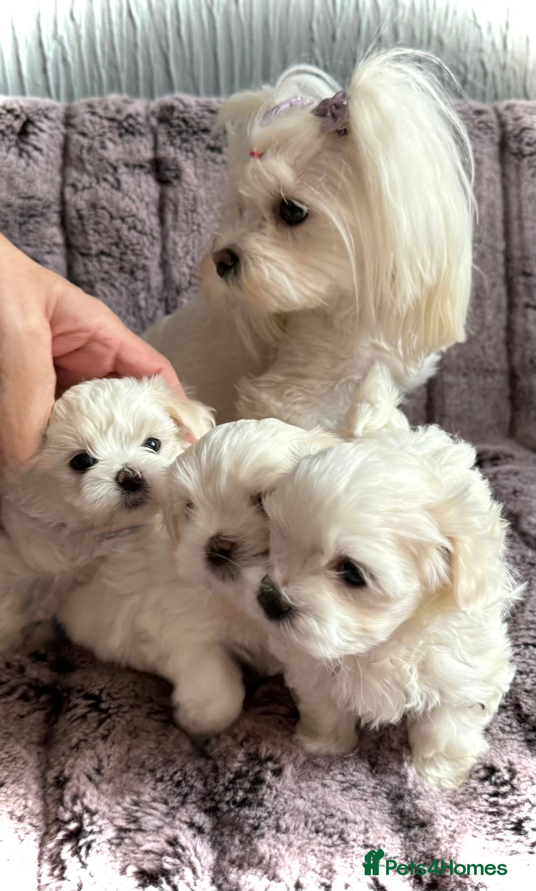 Maltese dogs for sale:  KC Registred Maltese puppies  - Advert 14