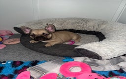 French Bulldog dogs for sale: 🐾Ready Now!! Adorable French Bulldog Puppies!  - Image 12