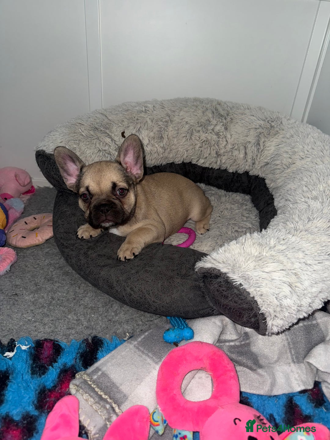 French Bulldog dogs for sale: 🐾Ready Now!! Adorable French Bulldog Puppies!  - Image 12