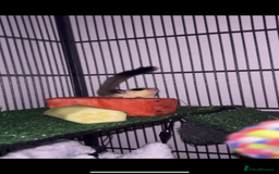 Sugar Glider rodents for sale: Two sugar gliders + large cage  - Image 5