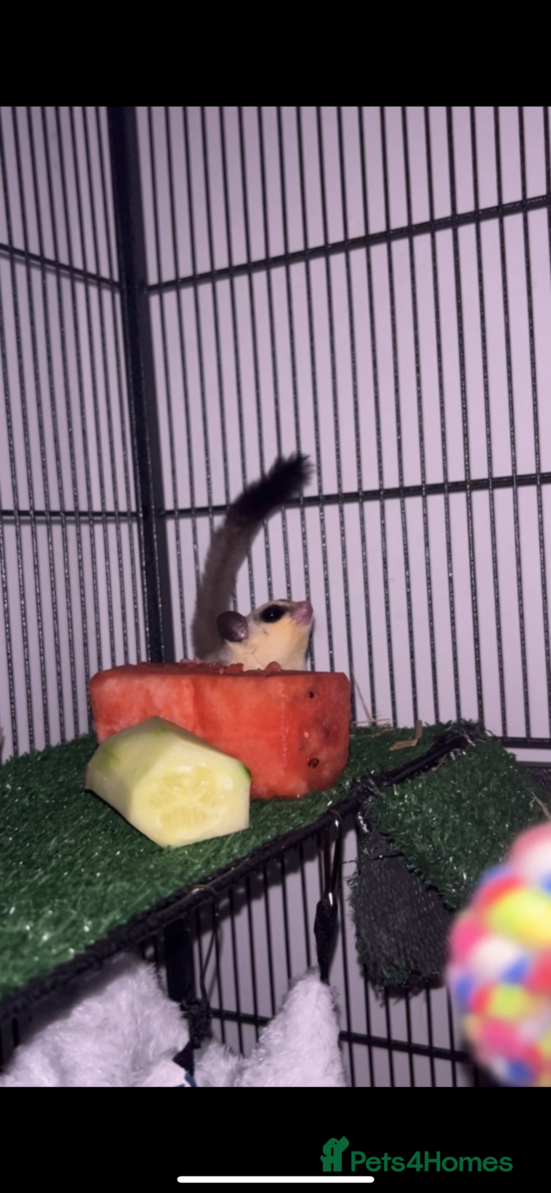 Sugar Glider rodents for sale: Two sugar gliders + large cage  - Image 5