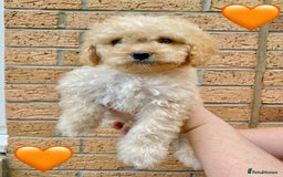 Cavapoo dogs for sale: 💖 Top Quality F1B Cavapoo Puppies DNA TESTED 💖 - Image 7