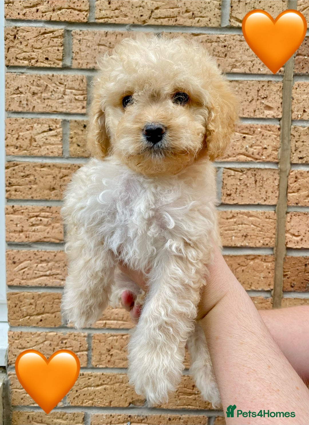 Cavapoo dogs for sale: 💖 Top Quality F1B Cavapoo Puppies DNA TESTED 💖 - Image 7