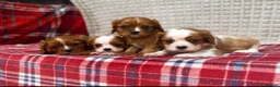 Cavalier King Charles Spaniel dogs for sale: STUNNING CAVALIER KING CHARLES PUPPIES  - Advert 3