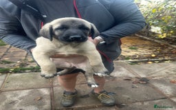 Turkish Kangal dogs for sale: TURKISH KANGAL PUPPIES  - Image 6