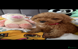 Poodle dogs for sale: Toy poodle puppies for sale  - Image 22