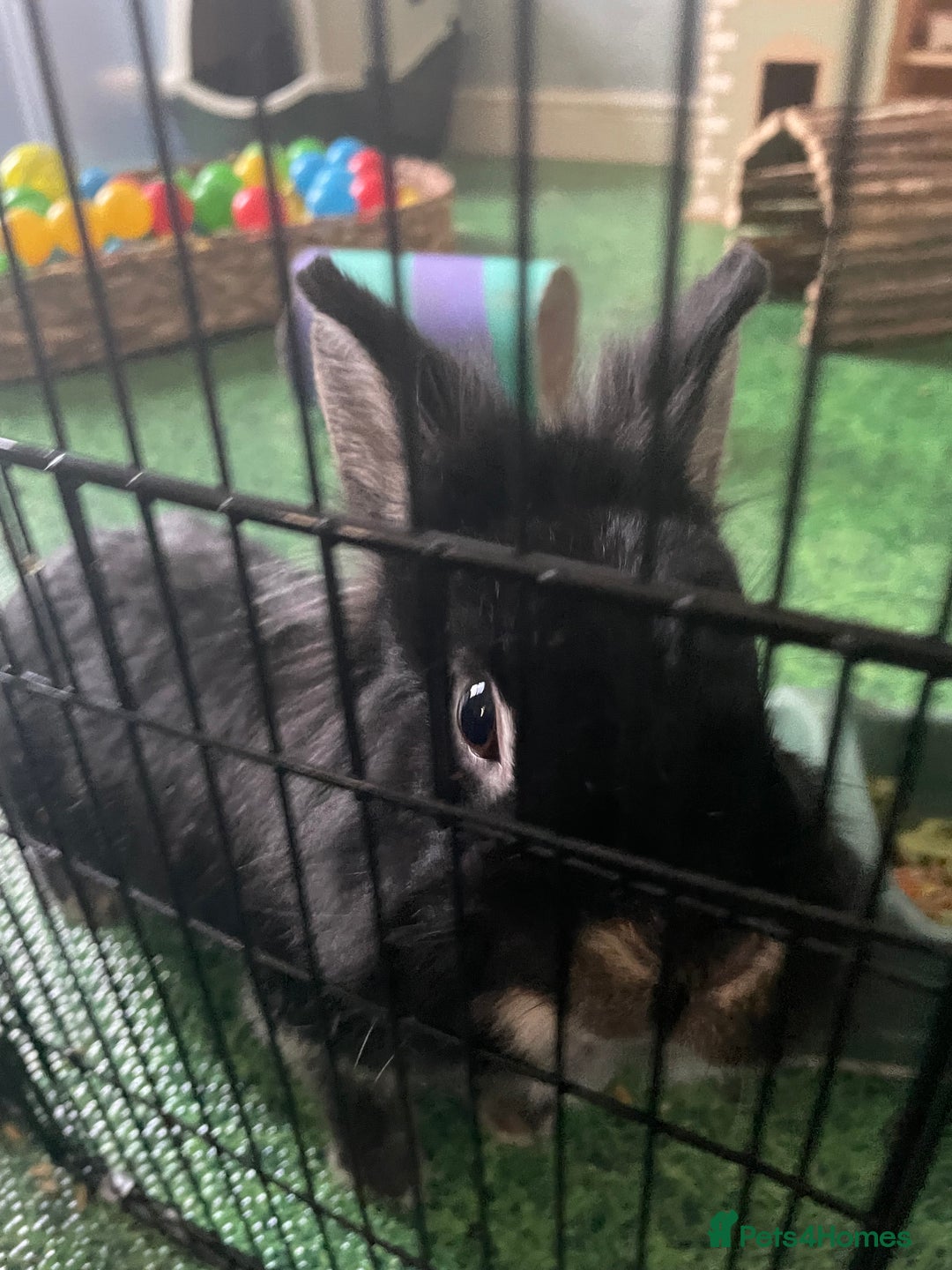 Lionhead rabbits for sale: Male neutered rabbit for sale - Image 1