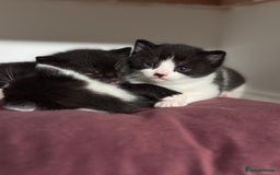 Mixed Breed cats for sale: 🐾 Half British Shorthair Kittens Available! 🐾 - Image 12