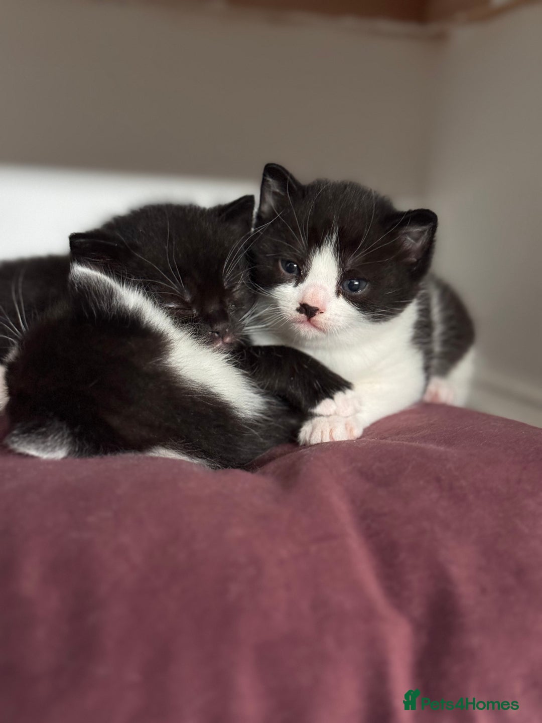Mixed Breed cats for sale: 🐾 Half British Shorthair Kittens Available! 🐾 - Image 12