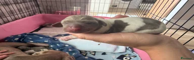 Miniature Dachshund Puppy 1