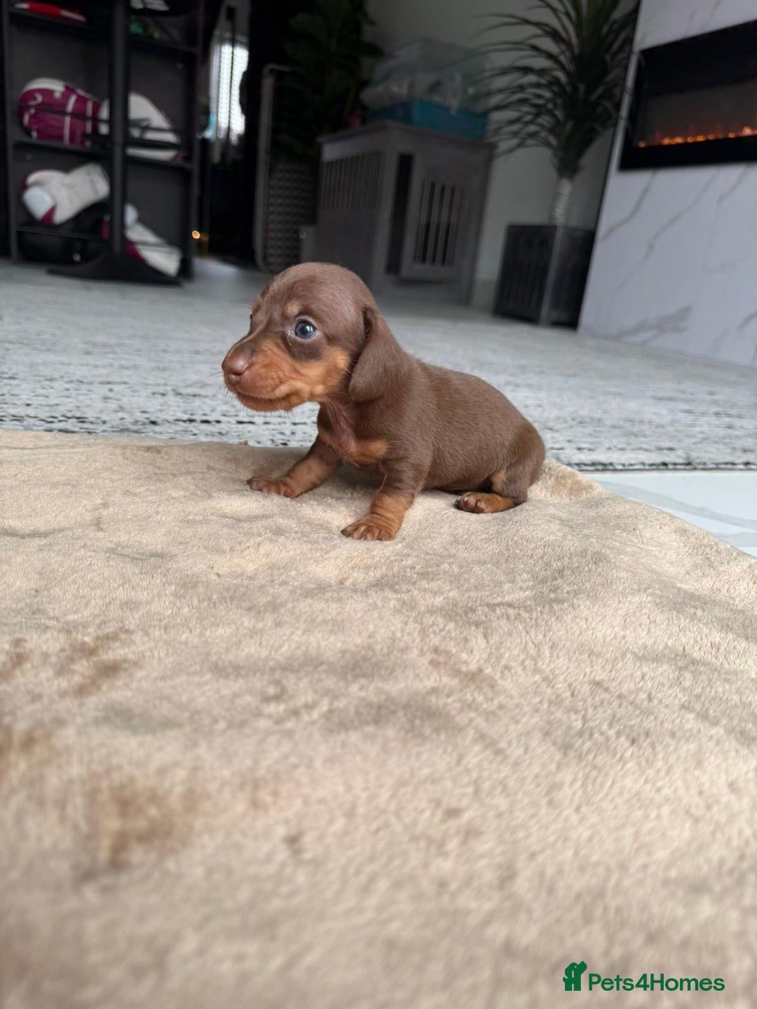 Miniature Dachshund dogs for sale: Miniature daschunds - Image 6