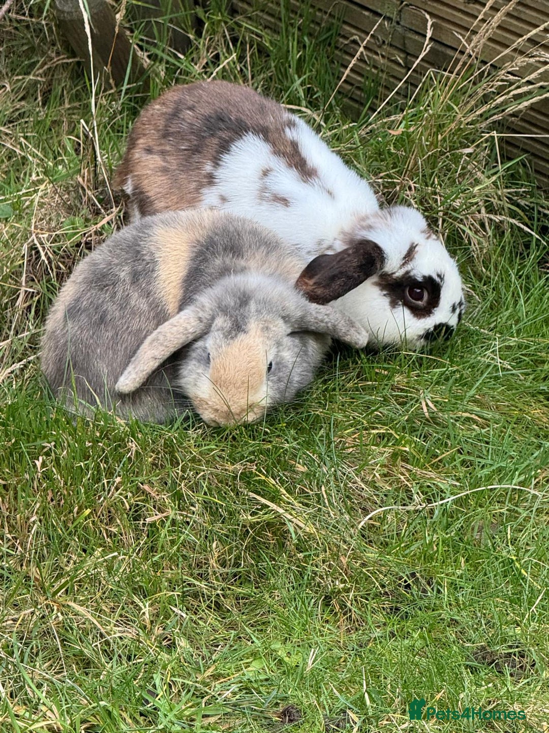 Mini Lop rabbits for sale: Male Mini Lops - Advert 7