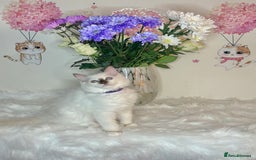 Ragdoll cats for sale: ⭐️TICA REG⭐️Pedigree Ragdoll Kittens DNA CLEAR ✅  - Image 17