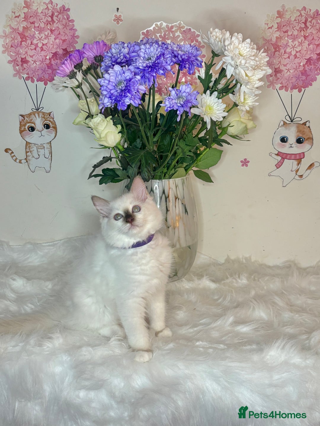 Ragdoll cats for sale: ⭐️TICA REG⭐️Pedigree Ragdoll Kittens DNA CLEAR ✅  - Image 17