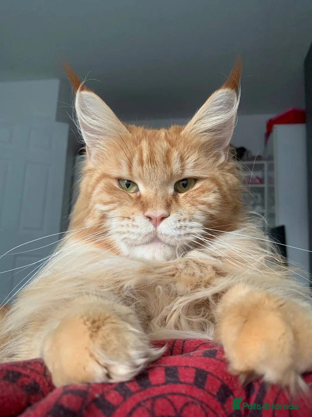 Maine Coon cats for sale: Pure Maine coon  in Twickenham - Advert 9