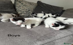 Mixed Breed cats for sale: Ragdoll cross - Image 4