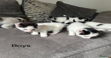 Mixed Breed cats - Advert 3