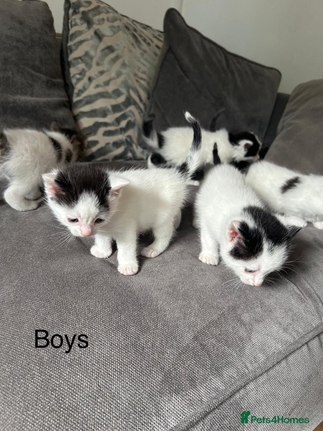 Mixed Breed cats for sale: Ragdoll cross - Image 4