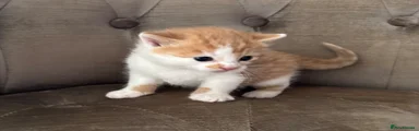 Mixed Breed Kitten mostly ginger and white female 