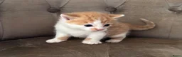 Mixed Breed cats for sale: Kittens 2girls 2boys left ginger/white ready today - Advert 12