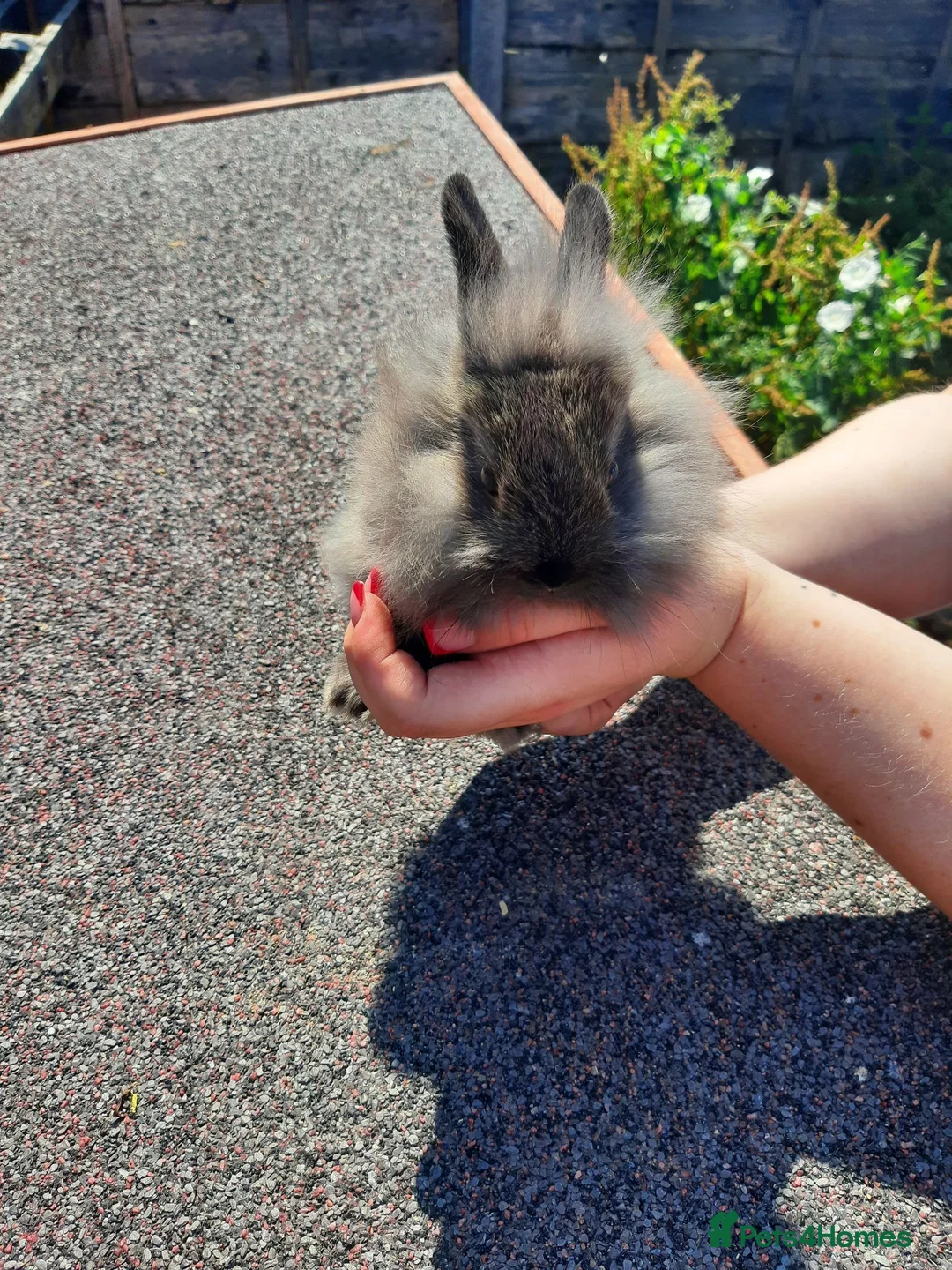 Lionhead rabbits for sale: Double main lionhead bunnies  - Advert 2