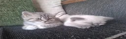 British Shorthair cats for sale: Adorable british shorthair x ragamuffin kittens - Advert 12