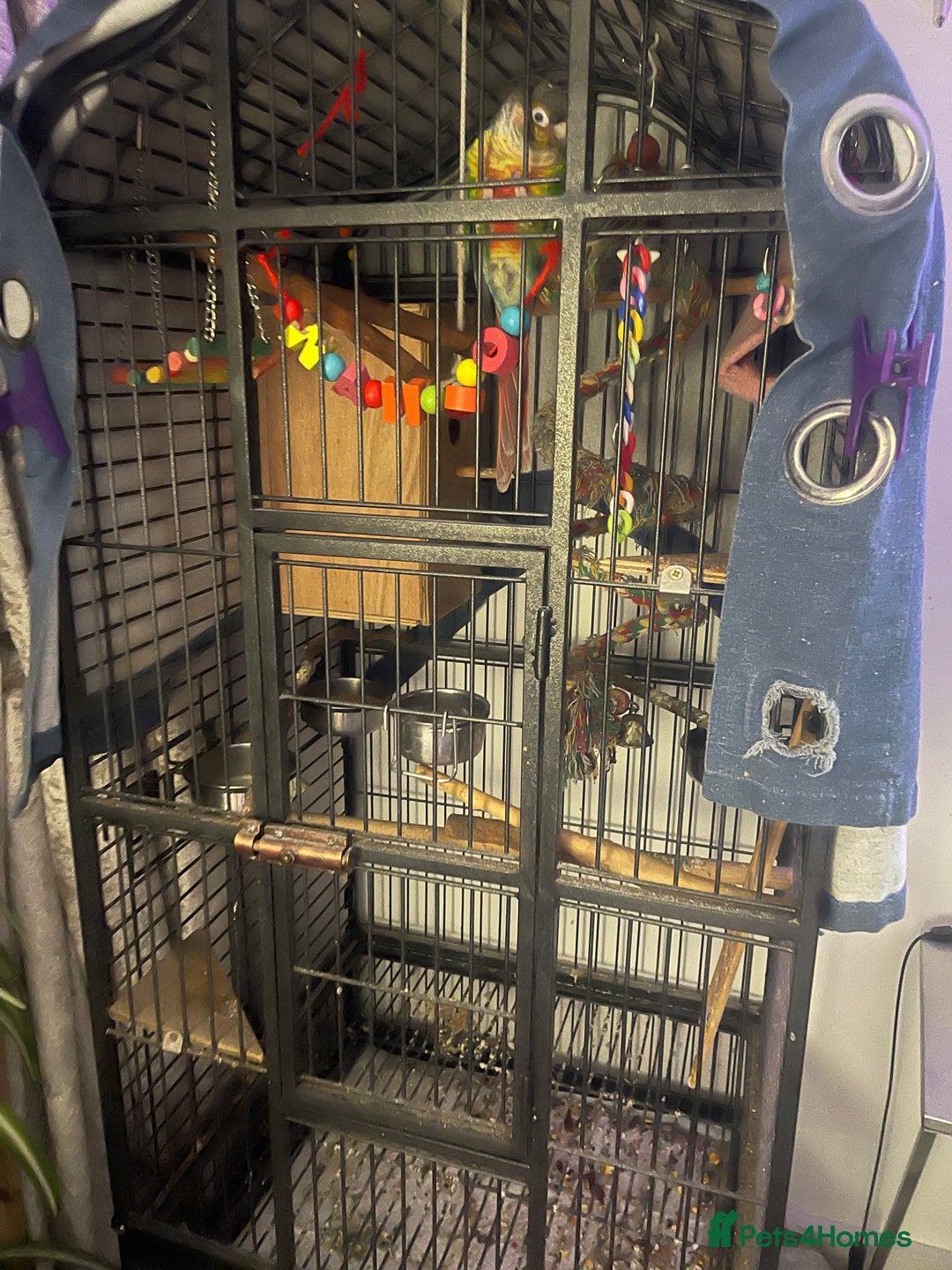 Conures birds for sale: Pineapple green cheek conure - Image 5