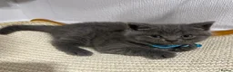 British Shorthair cats for sale: Beautiful British Shorthair Kittens😻 - Advert 31