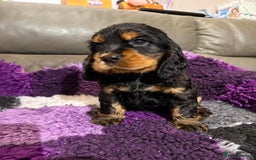 Cocker Spaniel dogs for sale: Beautiful black & tan female available  - Image 21