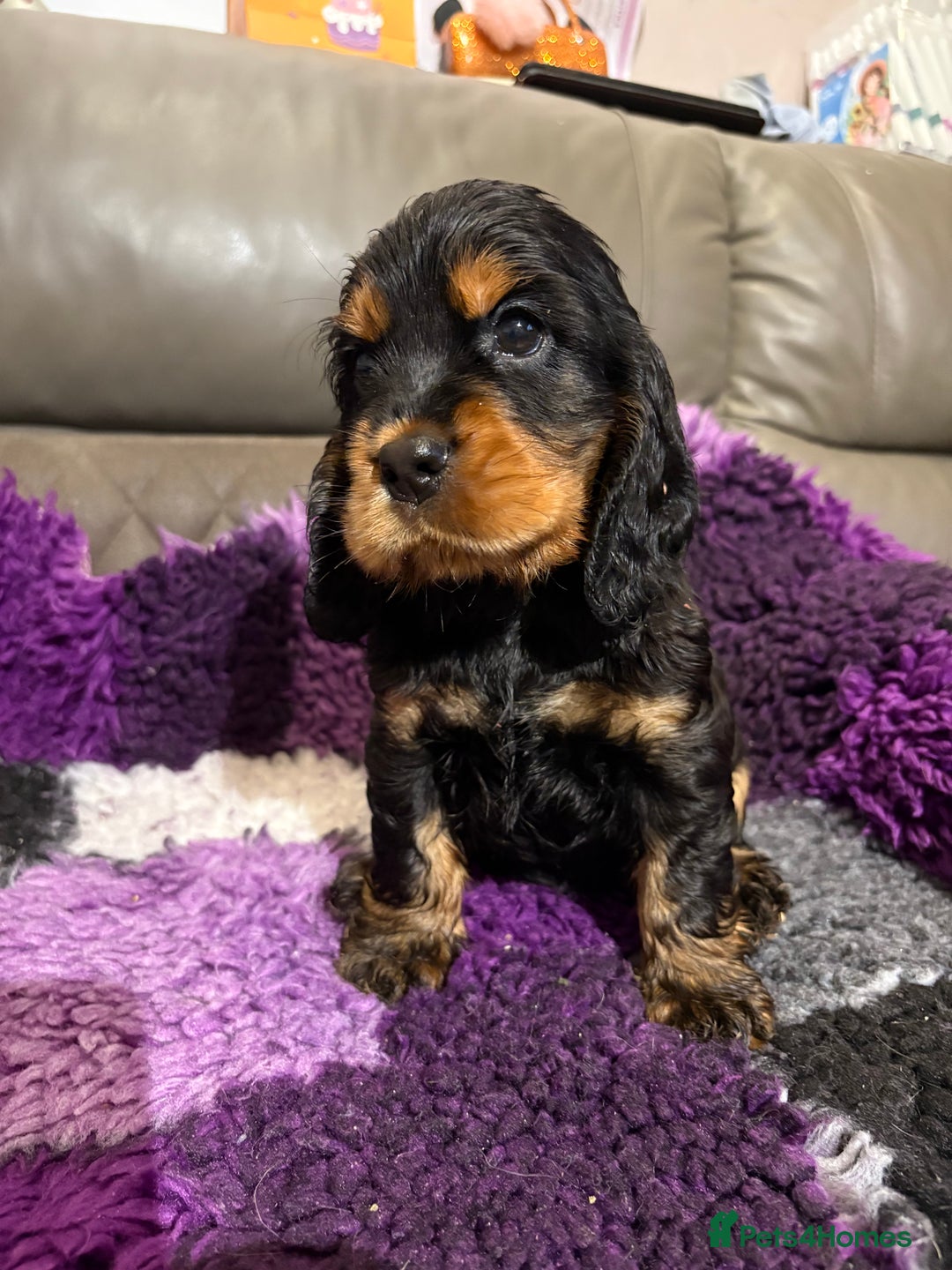 Cocker Spaniel dogs for sale: Beautiful black & tan female available  - Image 21