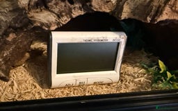 Python Snake reptiles for sale: Ball python morph - Image 5