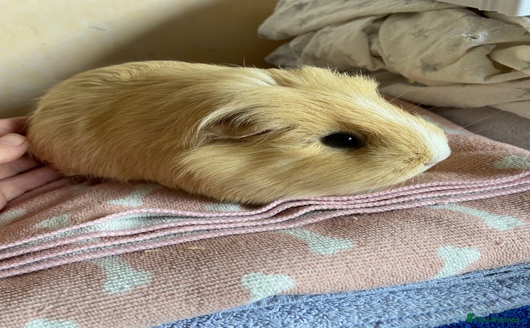 Guinea Pig rodents - Advert 1