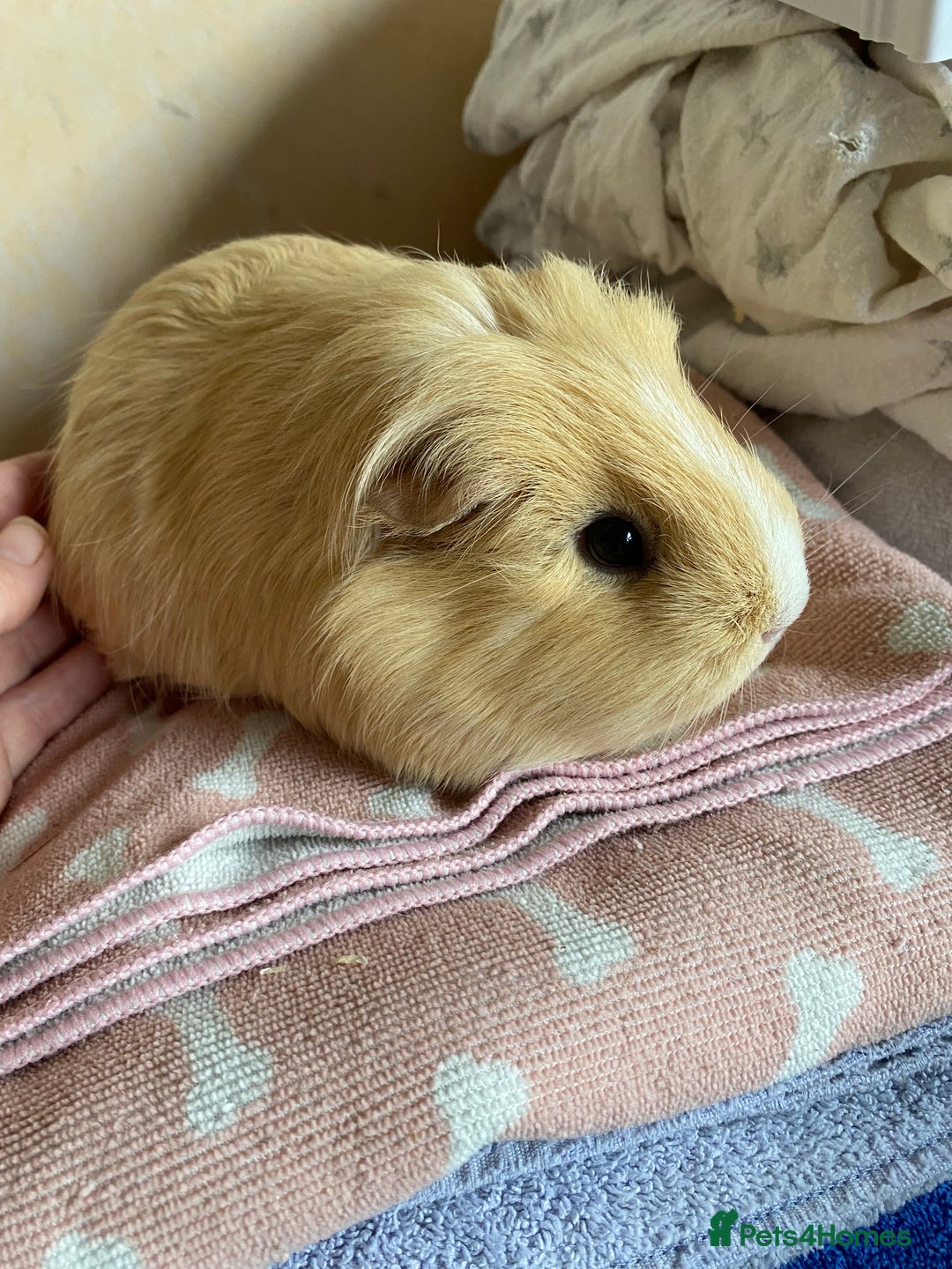 Guinea Pig rodents for sale: Female Guinea pig  - Image 1