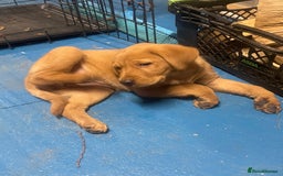Labrador Retriever dogs for sale: Labrador red fox bitch - Advert 5
