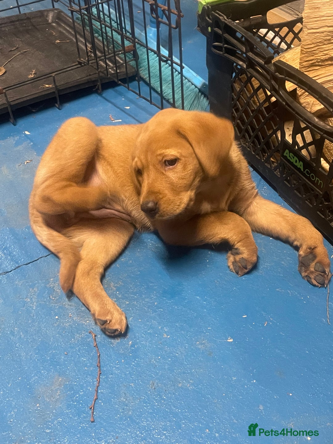 Labrador Retriever dogs for sale: Labrador red fox bitch - Advert 5