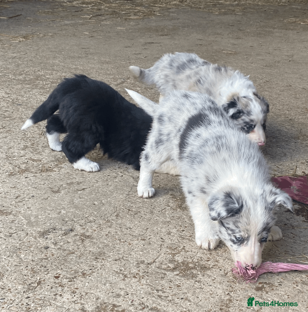 Border Collie dogs for sale: Collie pups - Advert 9