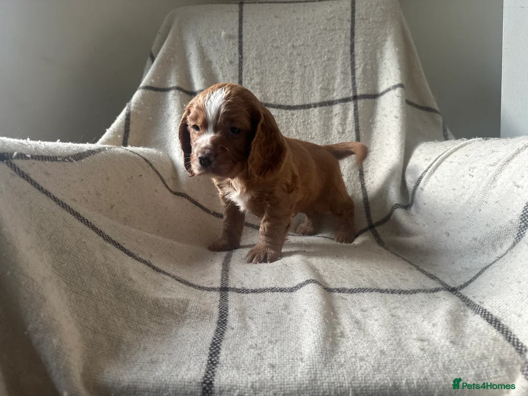 Cocker Spaniel dogs for sale: Working cocker spaniel puppies - Advert 13