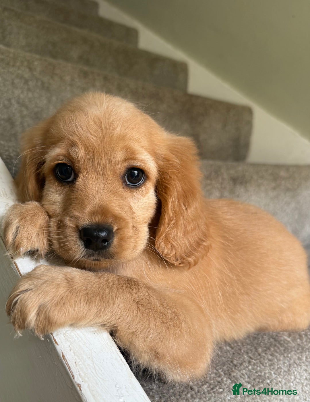 Cockapoo dogs for sale: F2 cockapoo puppies 🐶 ❤️ - Image 13