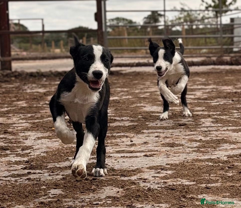 Border Collie dogs FULLY VACCINATED - Female Border Collie Puppies - Advert 1